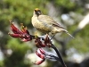 cmar_0028a_4_r