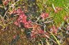grou_0050_r
