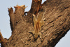 JAI_0089_1