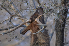 UDA_0431a_1