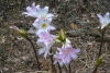 SAM_0147a