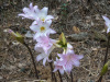SAM_0147a