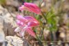 cyp_0396a_r