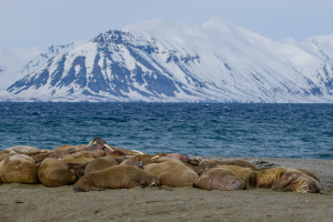 Spitsbergen03