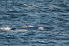 SPI_0450b