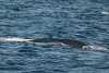 SPI_0450c