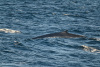 SPI_0450d