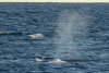 SPI_0450f