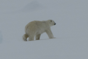 Spitsbergen07