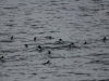 SPI_0839