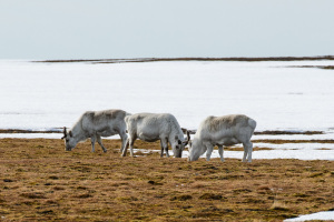 Spitsbergen10