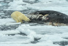 SVA_1159
