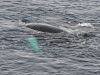 SVA_1789a