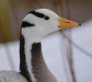 goose_head