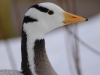 goose_head