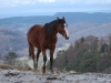 horse_view
