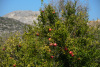 KYK_0554