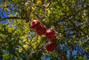 KYK_0554a