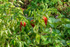 USB_0950